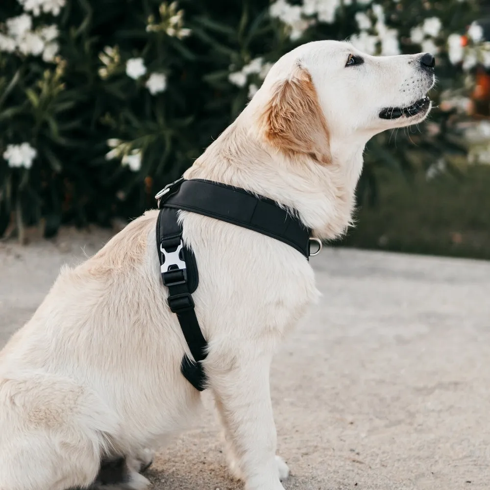 Pups & Bubs - Roam Harness